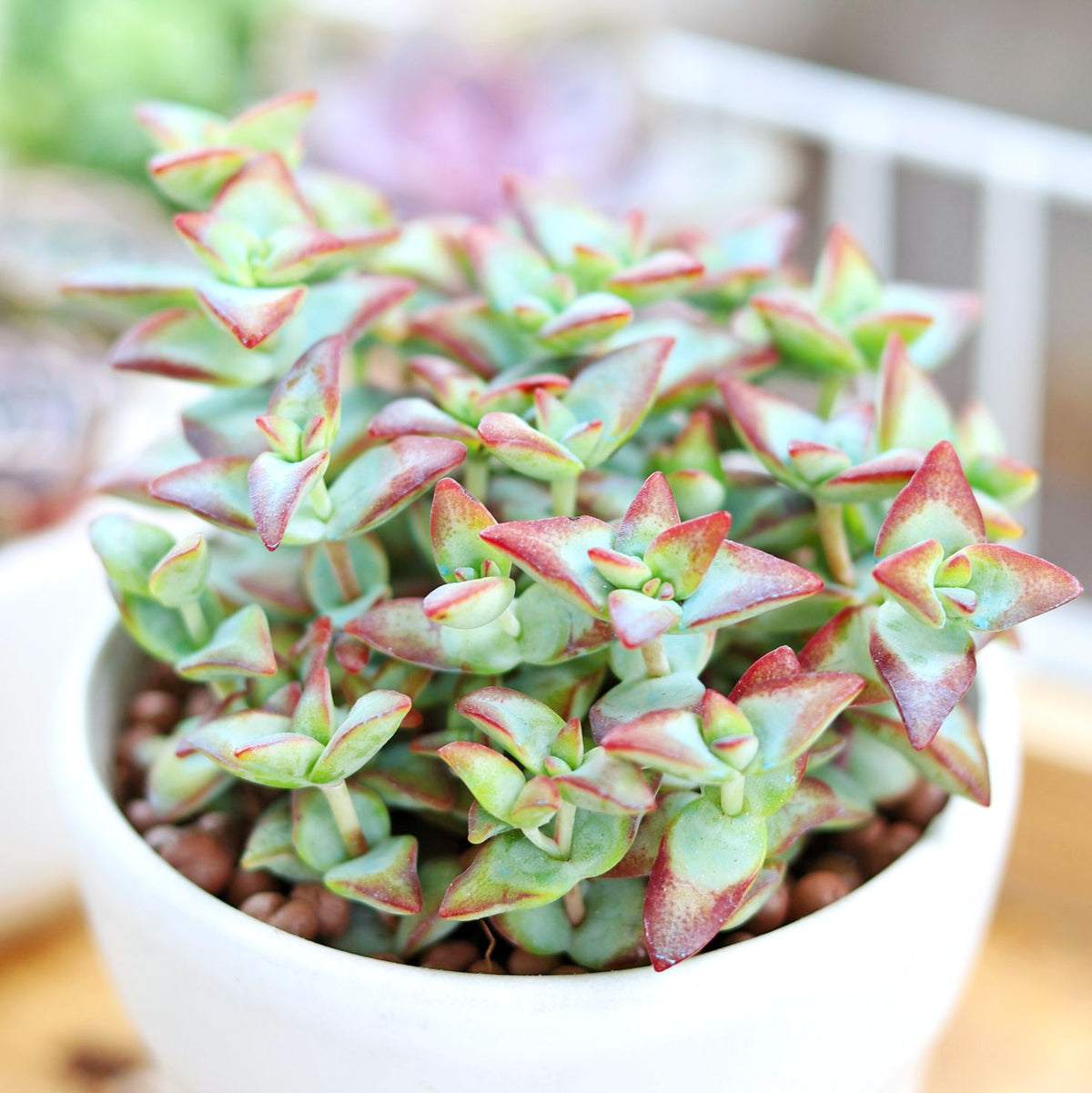 buy crassula high voltage live succulent 4 inch online, upright branching growth habit, minty green triangular leaves with vivid red margins, drought tolerant easy care succulent, stacked geometric leaf pattern, architectural accent for sunny windowsill display, unique collector succulent gift for plant lovers