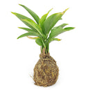 4" Kokedama