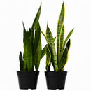 6" pot snake plant (sansevieria) variety pack live houseplant for sale, two hand-selected varieties with rigid variegated green leaves, dense upright growth form, low-maintenance drought-tolerant succulent-like foliage, sleek contemporary decor accent for living room or desk, thoughtful gift set for beginners and plant enthusiasts