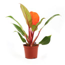 4 inch philodendron cherry red live houseplant for sale in grower pot, brilliant cherry red new foliage maturing to deep glossy green in a tidy compact form, upright bushy non-vining growth style, rich textured tropical leaves, air purifying and low maintenance indoor plant, colorful bohemian or modern decor accent, an unforgettable gift for plant collectors and beginners