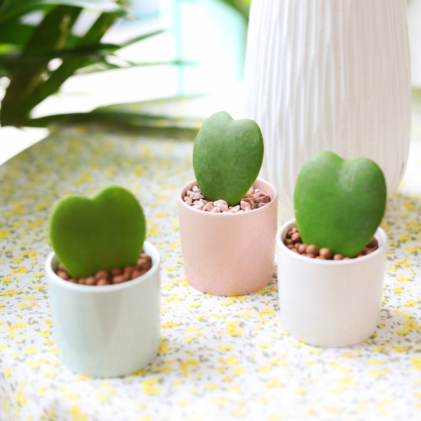 buy hoya sweetheart live houseplant 3" pot online, glossy deep green heart-shaped waxy leaves, compact upright single-leaf form, semi-succulent tropical texture, low maintenance care trait, charming desk or windowsill accent, perfect valentine's day or birthday gift