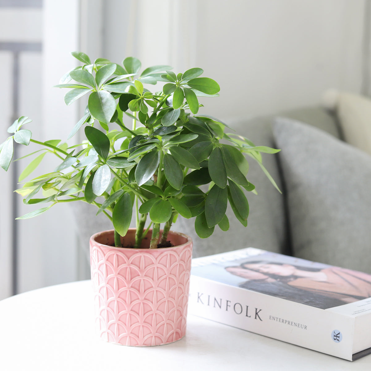 buy schefflera arboricola 'umbrella' live houseplant 3" pot online, glossy forest green palmate leaves in umbrella clusters, upright tropical shrub, easy care beginner plant, air purifying indoor greenery, bold architectural accent for modern living rooms, a thoughtful gift for plant lovers