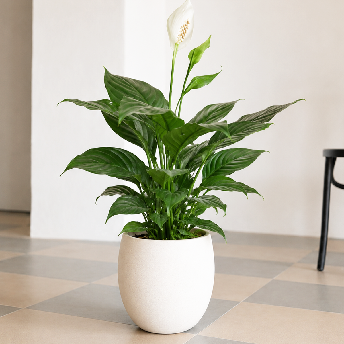 Air Purifying plants, 4 inch houseplant for sale, buy live plants online, live indoor plant gift bundle, modern home decor plant collection, assorted potted houseplants, natural indoor air quality plants, lush green indoor plant assortment, beginner friendly houseplant collection