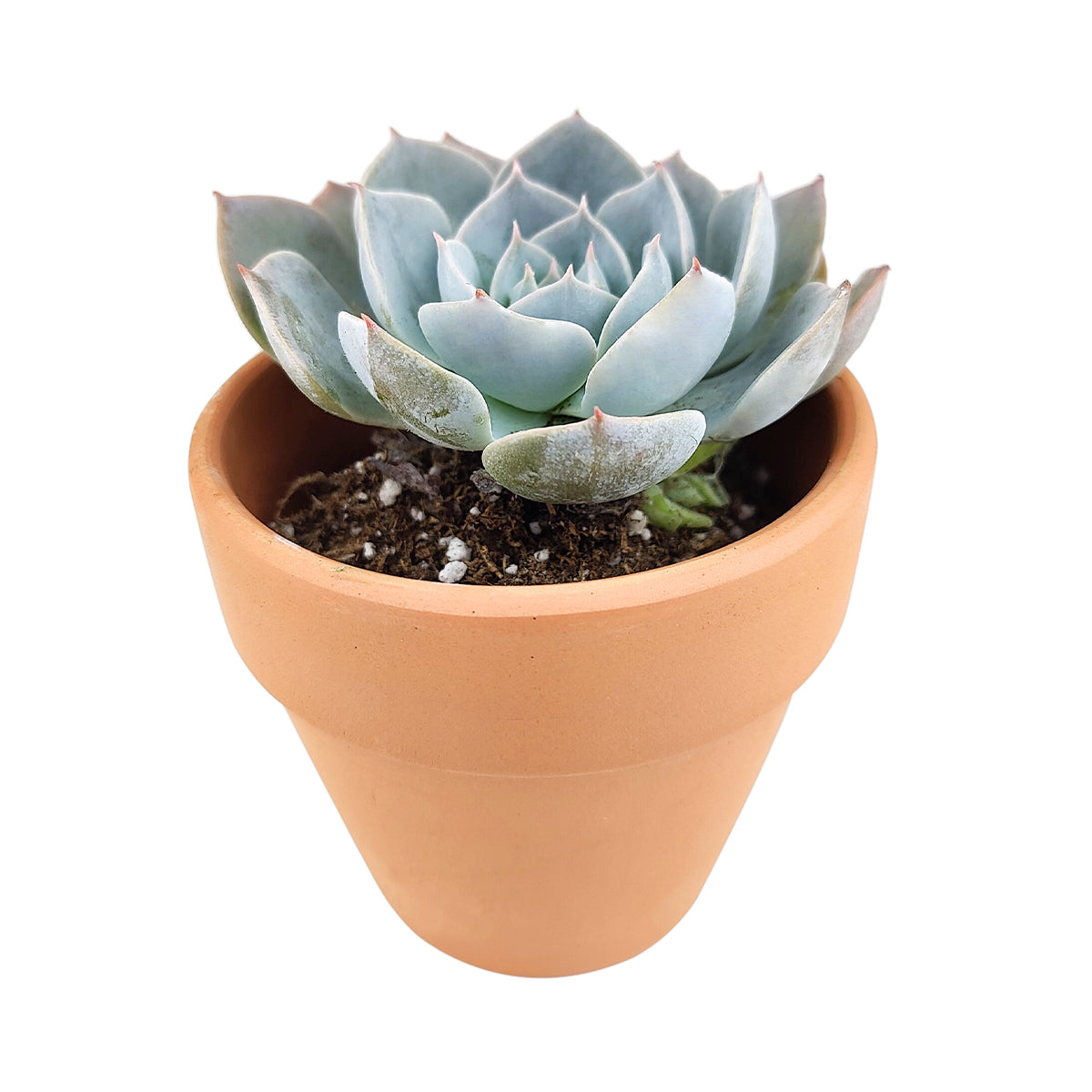 4 inch echeveria simulans f/ rayones live succulent grower pot for sale, blue-green rosette with farina-coated chubby leaves resembling rose petals, compact non-trailing growth form, native to rayones mexico with collector appeal