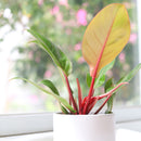 4 inch philodendron cherry red live houseplant for sale in grower pot, brilliant cherry red new foliage maturing to deep glossy green in a tidy compact form, upright bushy non-vining growth style, rich textured tropical leaves, air purifying and low maintenance indoor plant, colorful bohemian or modern decor accent, an unforgettable gift for plant collectors and beginners
