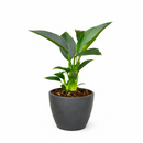6" pot philodendron 'congo green' live air plant for sale, dark green shiny foliage with thick waxy texture, self-heading compact tropical form, tolerates average indoor humidity, grows as impressive floor or shelf statement plant, refined tropical elegance for modern or eclectic interiors, a treasured gift for plant collectors and beginners alike