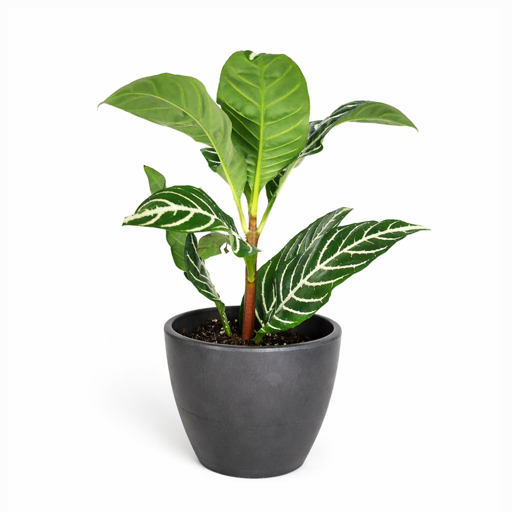 Aphelandra Zebra Plant, Aphelandra squarrosa, Zebra Plant, Snow White Plant, Saffron Spike Zebra, unusual houseplant, colorful foliage houseplant, exotic houseplant, Flowering Houseplants