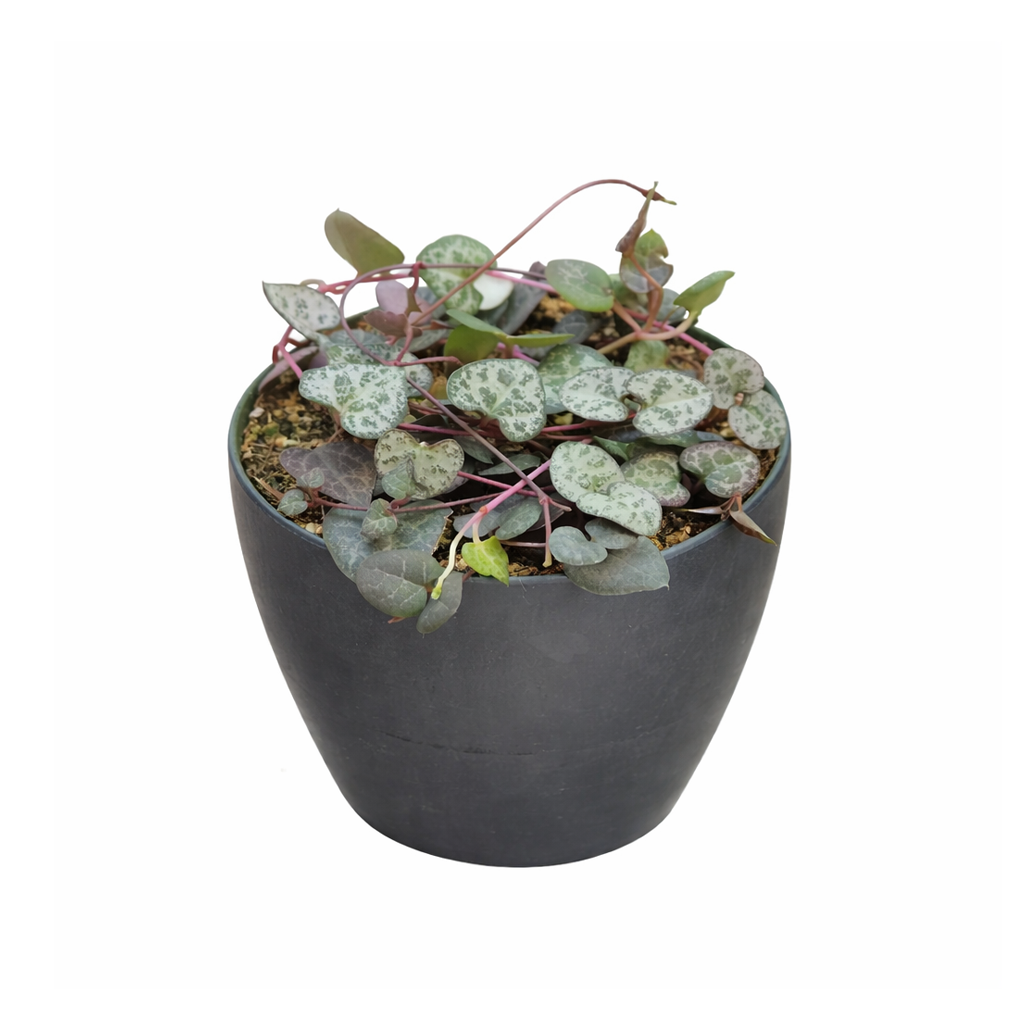 4" pot string of hearts ceropegia woodii live succulent for sale, trailing vine with distinctive dark green leaves mottled with silver and purple-tinted undersides, grows quickly and fills a hanging basket beautifully, easy drought-tolerant care routine, a beloved gift for any plant lover