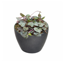 buy string of hearts ceropegia woodii live succulent 6" pot online, show-stopping full trailing plant with long cascading silver-marbled heart leaves and visible aerial tubers, beginner friendly yet collector worthy, dramatic boho hanging accent for any room, an unforgettable gift for plant enthusiasts