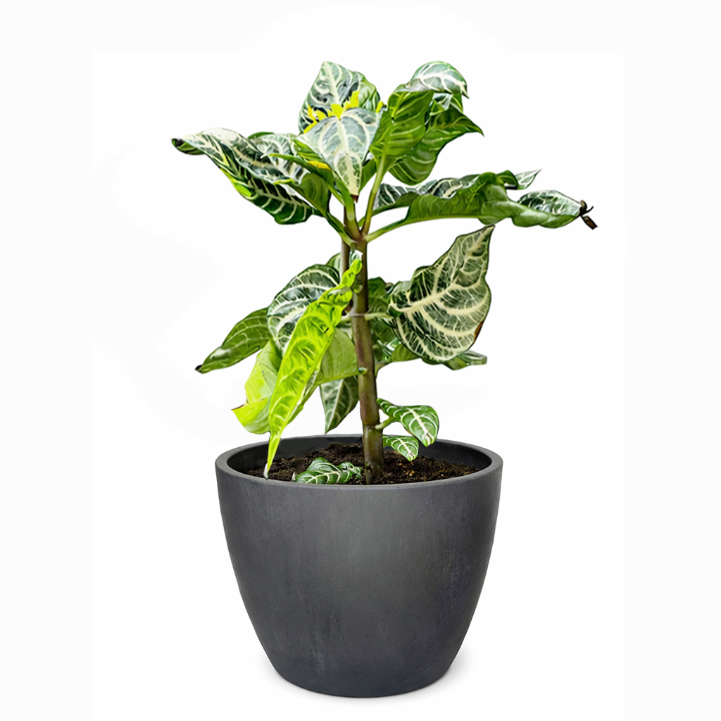 Aphelandra Zebra Plant, Aphelandra squarrosa, Zebra Plant, Snow White Plant, Saffron Spike Zebra, unusual houseplant, colorful foliage houseplant, exotic houseplant, Flowering Houseplants