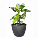 Aphelandra Zebra Plant, Aphelandra squarrosa, Zebra Plant, Snow White Plant, Saffron Spike Zebra, unusual houseplant, colorful foliage houseplant, exotic houseplant, Flowering Houseplants