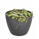 buy string of hearts ceropegia woodii live succulent 6" pot online, show-stopping full trailing plant with long cascading silver-marbled heart leaves and visible aerial tubers, beginner friendly yet collector worthy, dramatic boho hanging accent for any room, an unforgettable gift for plant enthusiasts