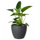 6" pot philodendron 'congo green' live air plant for sale, dark green shiny foliage with thick waxy texture, self-heading compact tropical form, tolerates average indoor humidity, grows as impressive floor or shelf statement plant, refined tropical elegance for modern or eclectic interiors, a treasured gift for plant collectors and beginners alike