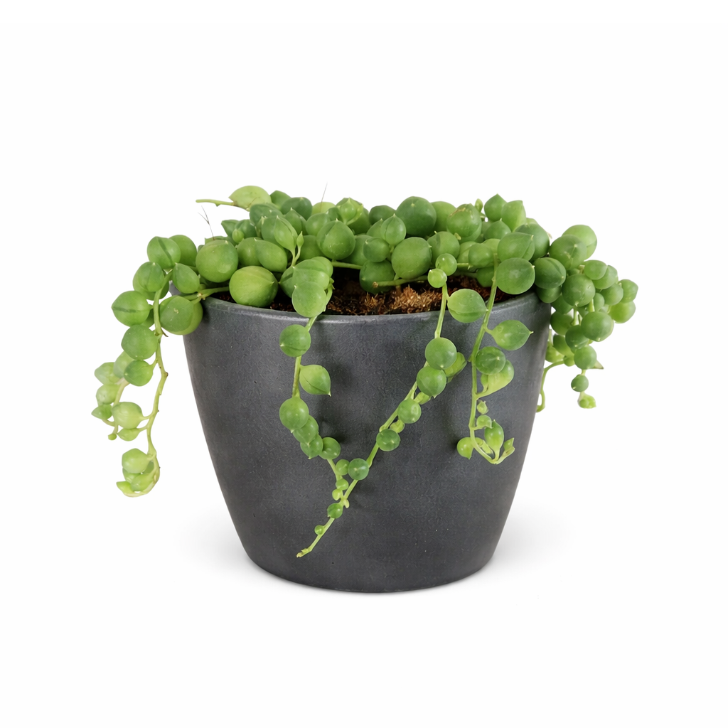 String of pearls for sale, how to grow succulents, succulent plant, succulent care guide, indoor succulents, monthly succulents, succulent care tips
