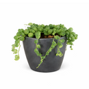 String of pearls for sale, how to grow succulents, succulent plant, succulent care guide, indoor succulents, monthly succulents, succulent care tips