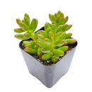 buy pink jelly bean sedum - sedum rubrotinctum live plant 2 inch online, non variegated form with vibrant green succulent leaves developing bold red tips when sun stressed, clusters of small star shaped yellow flowers may appear in spring, spreading trailing habit adds lush texture to containers and arrangements, thrives in dry conditions and tolerates heat well, a bold and lively bohemian accent for desks windowsills or outdoor pots, a unique and lasting gift for succulent enthusiasts