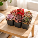 buy colorful succulents pack pink purple red online, mixed pink purple red succulents bundle for home decor, colorful rosette succulents pink purple red shades, low maintenance colorful succulents for beginners