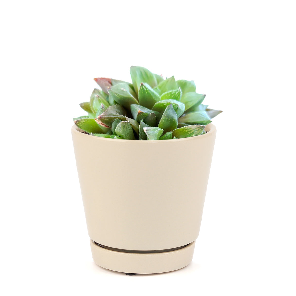 buy haworthia cuspidata succulent live succulent 2 inch online, bright to lime-green thick fleshy pointed leaves, star window rosette with semi-translucent leaf tips, compact small footprint non-trailing growth, hardy pest-resistant low-maintenance indoor plant, effortlessly elevates any desk terrarium or shelf display, perfect pet-safe gift for new and experienced plant parents