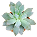4 inch echeveria blue fairy live succulent for sale in plastic pot, full plant view showing healthy rosette with vibrant pastel blue coloring, frosty wax-covered leaves tapering to reddish points, upright compact form, sun-loving and low water needs,