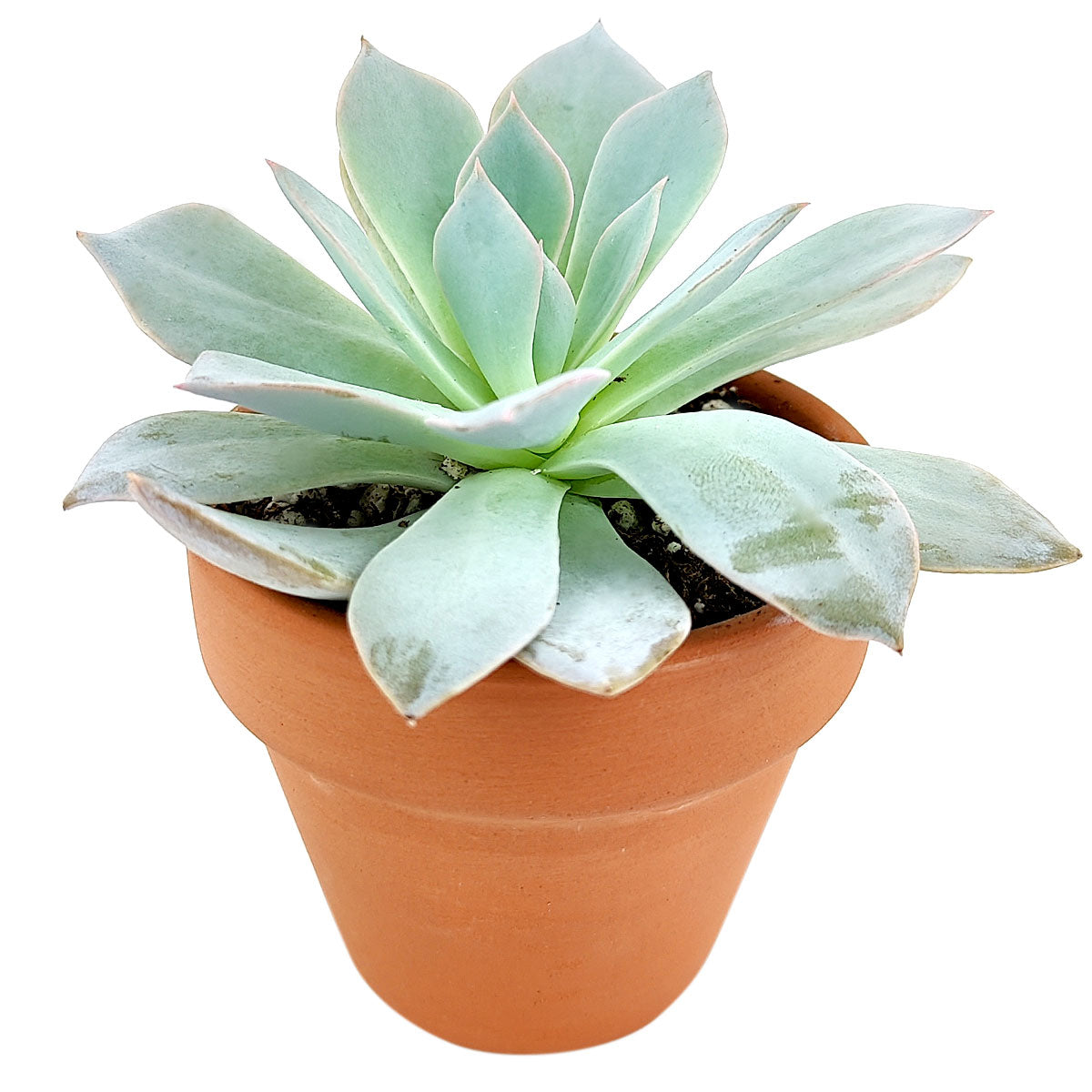4 inch echeveria blue fairy live succulent for sale in plastic pot, close-up of waxy frosty leaf texture, blue-green color with subtle pink blush at tips, rosette growing upright and compact, easy care drought tolerant, beautiful sunlit windowsill di