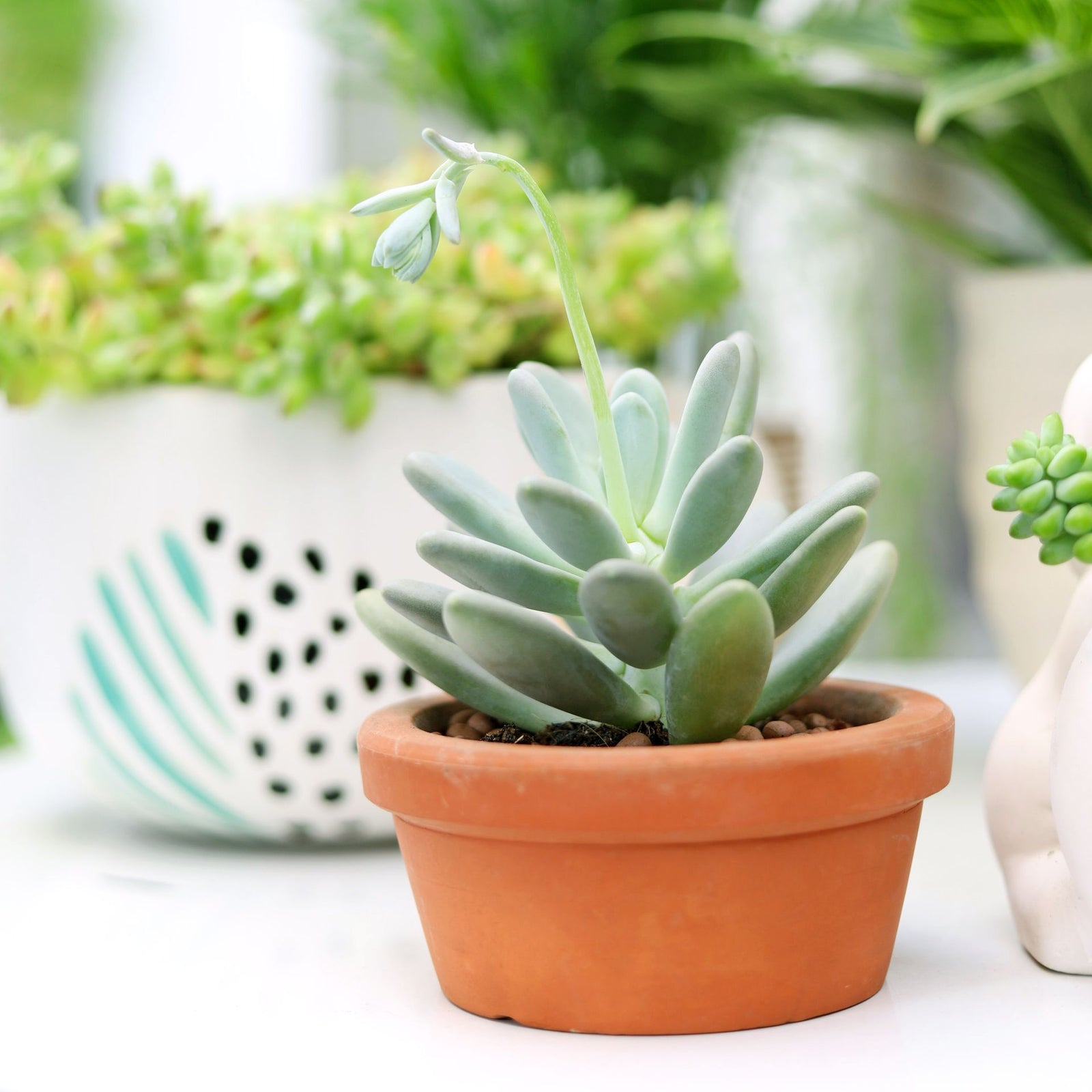 buy pachyveria haagei live succulent 2 inch online, silvery-blue farina-coated rosette, thick tapered upright leaves, red-tipped foliage, slow-growing compact form, drought tolerant and low maintenance, elegant architectural accent for sunny windowsi