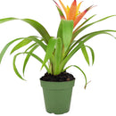 buy guzmania hybrid orange live houseplant 6 inch online, vivid warm orange bract with architectural rosette form, thick glossy green strap leaves arranged in a tight cup, slow-growing pet-safe bromeliad, thrives in bright indirect indoor light, a bold tropical statement piece and a thoughtful housewarming gift