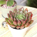 4 inch graptoveria bashful live succulent for sale, blush pink to red leaf tips with mint green base, clumping rosette spreading growth pattern, non-toxic pet safe succulent variety, fleshy water-storing upright leaves with powdery coating, stunning boho indoor or outdoor container plant, ideal collector gift for succulent enthusiasts in bamboo pot