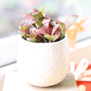 buy red nerve plant fittonia live houseplant 6" pot online, vividly colored tropical evergreen with fine red veining across soft dark green foliage, spreading creeper with shallow roots suited to wide shallow containers, air-purifying and pet-friendly qualities make it a worry-free indoor accent, beautiful bohemian flair for living rooms and plant shelfie displays, a memorable gift for any plant parent