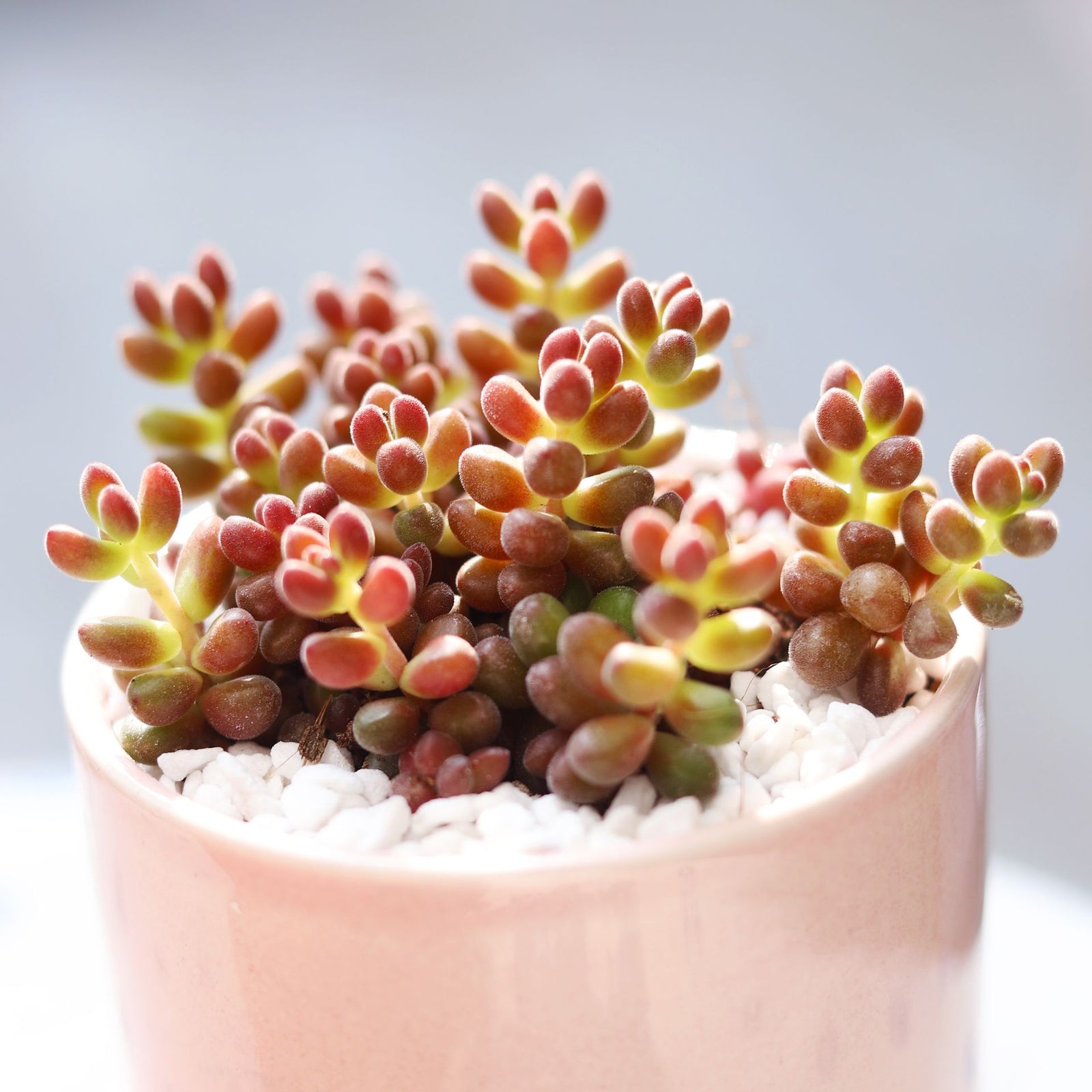 buy coral bells sedum - mexican stahlii live succulent 4 inch online, vivid red egg-shaped bead leaves on trailing stems, finely textured evergreen groundcover, slow-growing mat-forming succulent, drought tolerant and pet friendly, bohemian desktop accent plant, perfect unique succulent gift