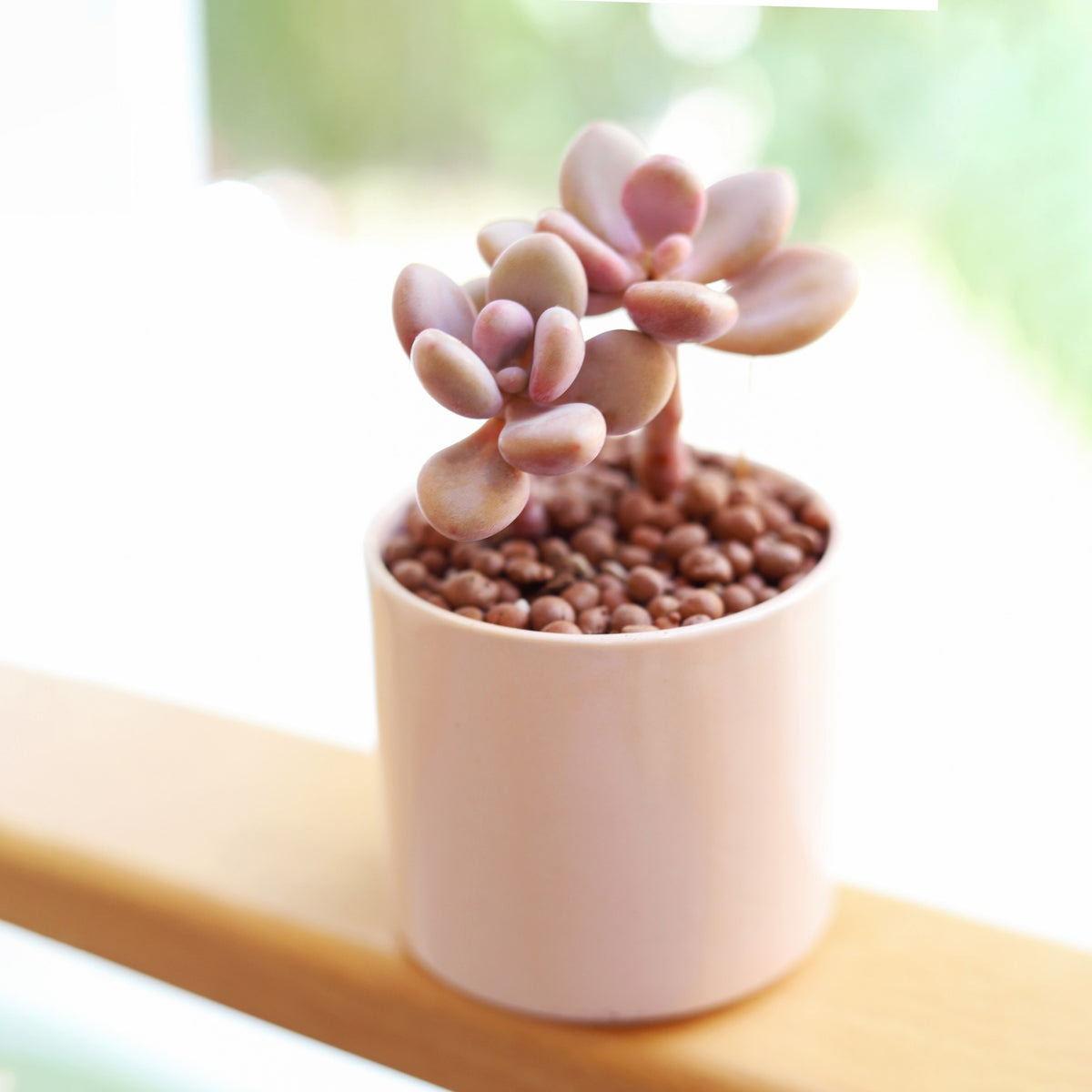 4 inch pink moonstones pachyphytum oviferum live succulent for sale, plump egg-shaped pastel leaves with farina wax coating, low-spreading clumping form, beginner-friendly succulent, minimal watering needs, stylish modern windowsill feature