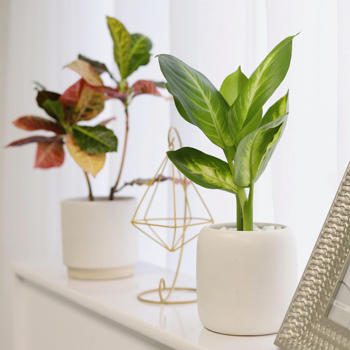 buy dieffenbachia 'tropic snow' live plant 4" pot online, large bold variegated leaves in dark green and creamy white, upright cane-like growth habit, low maintenance tropical foliage, air purifying indoor plant, makes a striking architectural statement in any living room, ideal as a housewarming or office gift