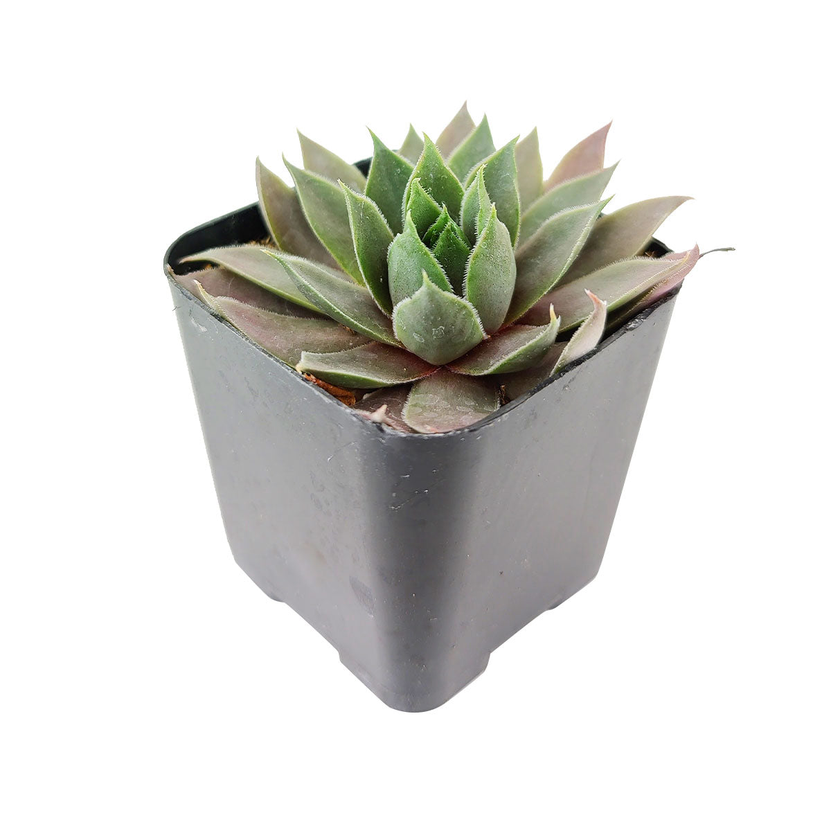 buy sempervivum pink flamingo live succulent 2 inch online, compact velvety rosette with vivid pink and purple tones, evergreen succulent foliage with striking wax striations, offset-producing hens and chicks habit, cold hardy to zone 3 and thrives in full sun, a beautiful architectural accent for outdoor patios and sunny desks, thoughtful gift plant for any season in a plastic pot