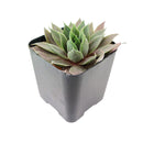 2 inch sempervivum pink flamingo live succulent for sale, deep jewel-toned rosette shifting from pink to dark purple through seasons, tall pointed leaves with velvet texture and notable watermarks, clustering and spreading growth habit, extremely drought tolerant and easy care, stunning bohemian or minimalist decor piece for windowsills or balconies, a long-lived heirloom succulent gift for plant enthusiasts