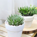 buy gasteria flow spiky aloe live succulent 4" pot online, sturdy rosette with toothed spiky leaf edges and white dot patterning, dark green foliage with architectural appeal, offset-producing clumping habit, drought tolerant and pet friendly, beautiful nature-inspired indoor decor piece, ideal succulent gift for beginners or collectors