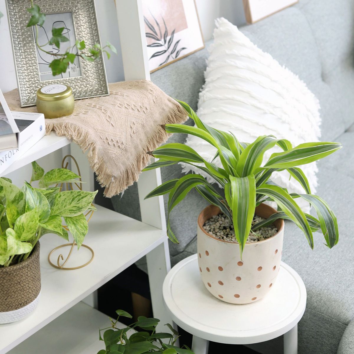 buy dracaena lemon lime live houseplant 4'' pot online, bold neon yellow and green striped sword-shaped leaves, upright architectural growth form, slow-growing tropical accent plant, low maintenance and beginner friendly, striking statement piece for modern living rooms, makes a thoughtful housewarming gift
