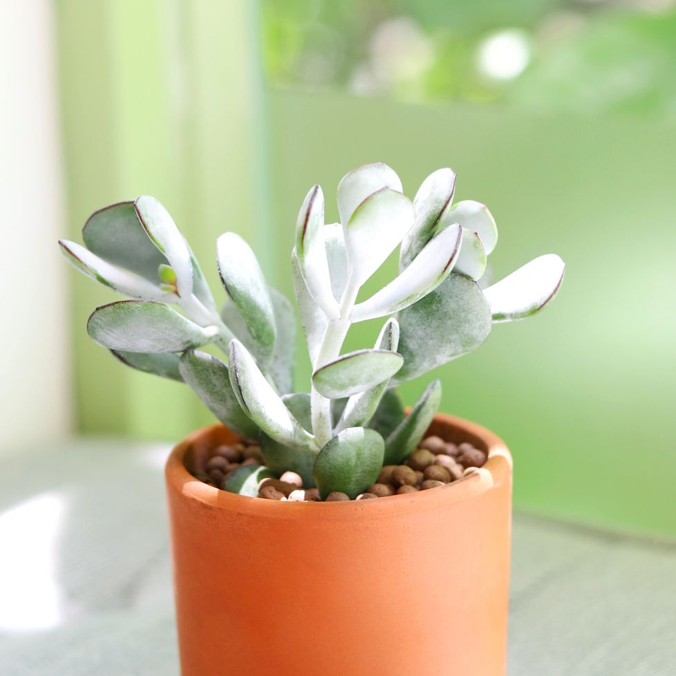 buy Cotyledon Orbiculata Pig's Ear live succulent 2 inch online, silvery grey-green fleshy leaves with vivid red margins, powdery farina coating on oval leaf surface, compact upright shrub-like rosette form, drought tolerant and low maintenance, stri