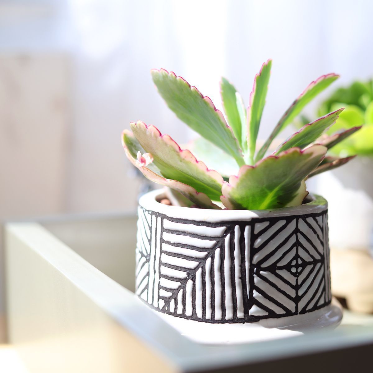 buy lavender scallops kalanchoe live succulent 2 inch online, blue-green scalloped waxy leaves with lavender-tinged cream margins, compact upright clumping growth form, stress-blush pink leaf edges, drought tolerant low-maintenance care trait, charmi
