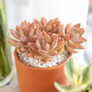 Buy 2" Graptosedum California Sunset online. This vibrant succulent forms compact rosettes with fleshy leaves that transition from soft green to warm shades of orange, pink, and red in bright light. It thrives in bright, indirect light with well-draining soil and occasional watering. A beautiful choice for succulent collections, colorful arrangements, or sunny windowsills.
