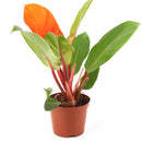 4 inch philodendron cherry red live houseplant for sale in grower pot, brilliant cherry red new foliage maturing to deep glossy green in a tidy compact form, upright bushy non-vining growth style, rich textured tropical leaves, air purifying and low maintenance indoor plant, colorful bohemian or modern decor accent, an unforgettable gift for plant collectors and beginners