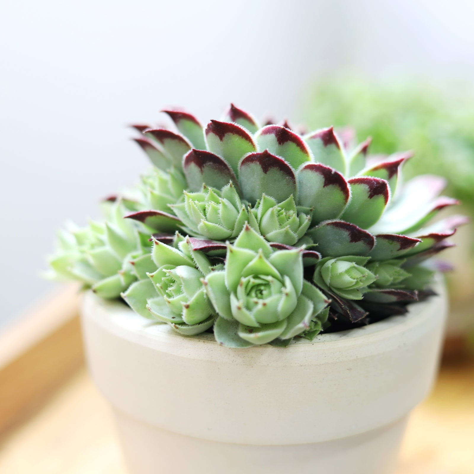 buy sempervivum calcareum live succulent 2 inch online, blue-green symmetrical rosette with pointy burgundy tips, fleshy drought-tolerant leaves with powdery farina coating, dense mat-forming clustering growth habit, frost hardy and low maintenance, architectural statement for sunny windowsills or rock garden displays, a charming gift for succulent collectors and beginner gardeners alike