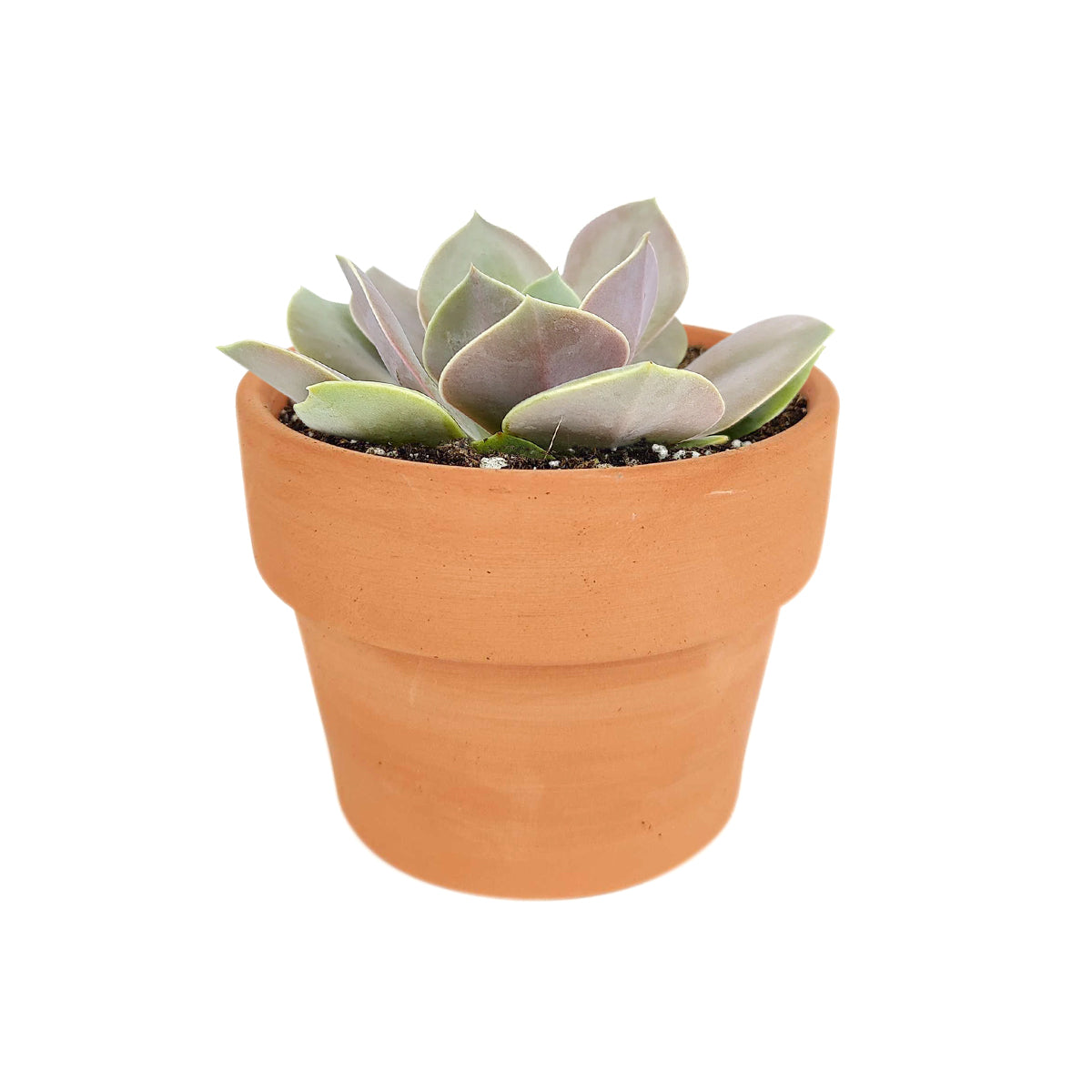 buy echeveria lolita live succulent 2 inch online, champagne mauve and purple leaf color palette, rosette form with farina-dusted textured leaves, strong grower that offsets readily when established, low maintenance and drought tolerant indoor succulent, sophisticated accent for living room or office windowsill, meaningful plant gift for any occasion