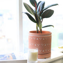 Ficus Decora Burgundy, Ficus Decora, Rubber plant, Rubber tree, burgundy houseplant, burgundy rubber tree, ficus burgundy, rubber plant care, Ficus Decora Burgundy care, Ficus Decora Burgundy near me