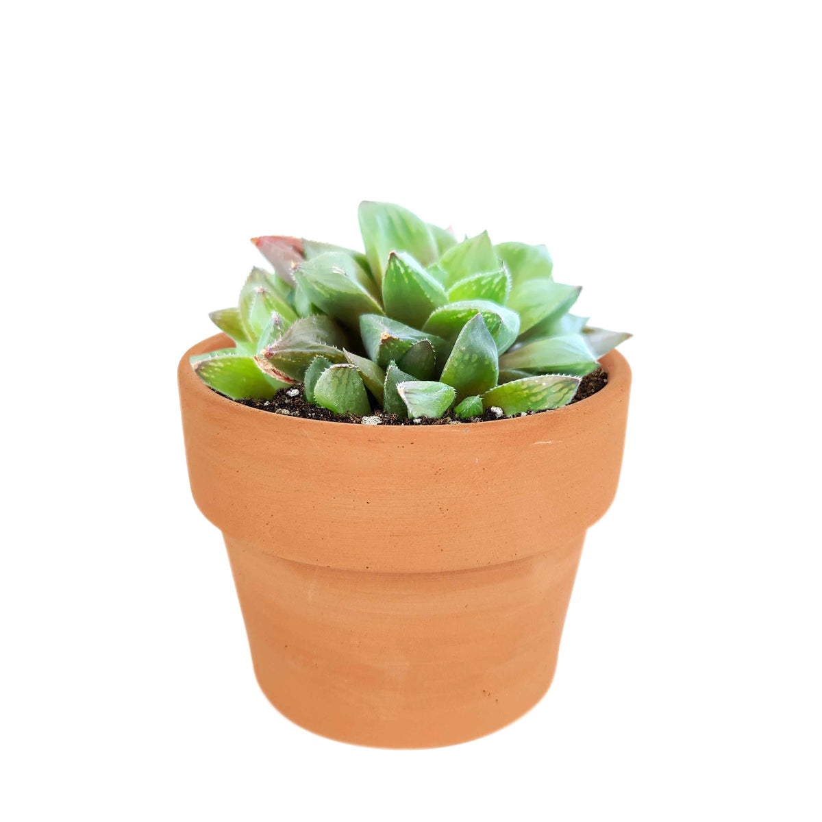 4 inch haworthia cuspidata succulent live succulent for sale, dense rosette of thick green leaves with pointed translucent tips, clumping offsetting growth habit, drought tolerant succulent requiring minimal watering, pet-safe and non-toxic for homes with children and animals, architectural focal point for modern boho or minimalist decor, makes a beautiful meaningful gift for any celebration