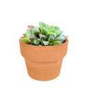 4 inch haworthia cuspidata succulent live succulent for sale, dense rosette of thick green leaves with pointed translucent tips, clumping offsetting growth habit, drought tolerant succulent requiring minimal watering, pet-safe and non-toxic for homes with children and animals, architectural focal point for modern boho or minimalist decor, makes a beautiful meaningful gift for any celebration