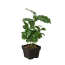 Coffea arabica, coffee plant in a pot, how to grow coffee plant indoors, easy to care houseplants