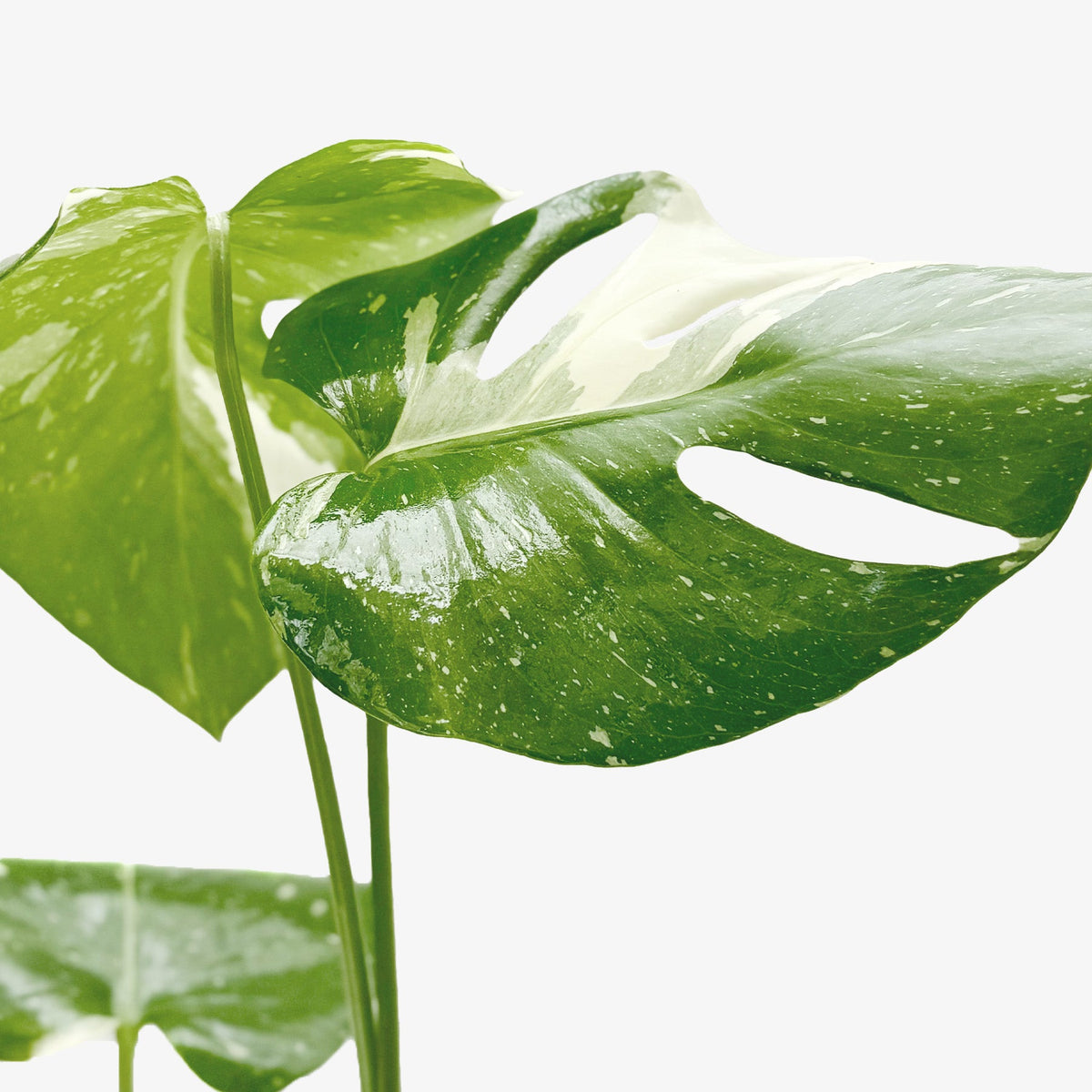 6" pot monstera 'thai constellation' live houseplant for sale, well-established plant with bold cream-speckled deep green leaves and natural fenestrations, upright tropical vining aroid with dramatic sculptural silhouette, easy care with bright indirect light and consistent humidity, an impressive gift for rare plant collectors