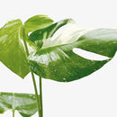buy monstera 'thai constellation' live houseplant 2" pot online, rare starter tropical aroid with constellation-patterned cream and green variegation on smooth young leaves, slow-growing upright climber from thai tissue culture origins, thrives with humidity support and bright filtered light, a one-of-a-kind celestial gift for plant parents of all levels