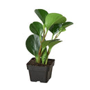 black cylinder 4" pot peperomia thailand live houseplant for sale, deep glossy green rounded leaves with slightly quilted texture, upright bushy form in a sleek modern planter, drought tolerant and low watering needs, non-toxic and safe for cats dogs and toddlers, a sophisticated architectural decor piece and memorable plant gift
