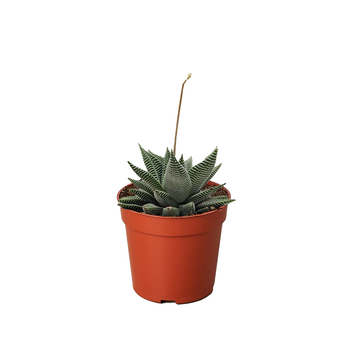 4" pot miami haworthia (haworthia limifolia var. striata) live succulent for sale, eye-catching white-ridged green succulent leaves forming a tight symmetrical rosette, slow-growing and low-maintenance, tolerates dry indoor air and office environments, adds sculptural texture to any plant collection, ideal beginner-friendly rare plant gift
