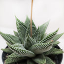 buy miami haworthia (haworthia limifolia var. striata) live succulent 3" pot online, compact dark green rosette with white transverse ridges, triangular fleshy leaves, slow-growing architectural form, drought tolerant and pet safe, elegant minimalist desk accent, perfect unique succulent gift for plant lovers